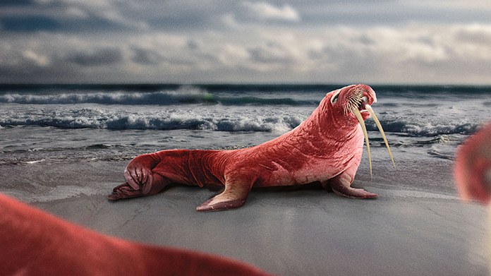 Bulb-Animals-of-the-Future-Walrus_crop